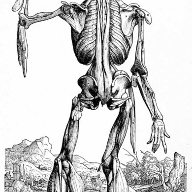 Anatomistudie Andreas Vesaliis, De humani corporis fabrica (1514-64)